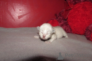Photo №3. ragdolls for sale. United States