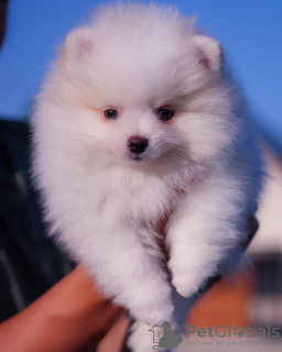 Photo №2 to announcement № 119500 for the sale of pomeranian - buy in Germany private announcement