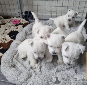 Photo №1. west highland white terrier - for sale in the city of Brussels | 211$ | Announcement № 123536