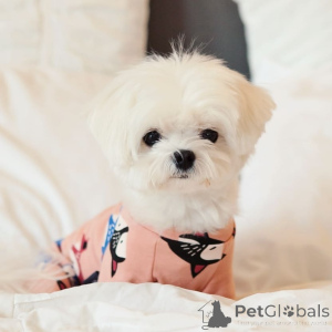 Photo №2 to announcement № 164001 for the sale of maltese dog - buy in Finland private announcement, from the shelter