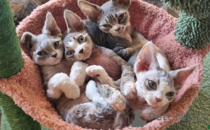 Photo №1. devon rex - for sale in the city of Hamburg | 900$ | Announcement № 160336