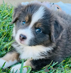 Photo №1. australian shepherd - for sale in the city of Sydney | Is free | Announcement № 123106