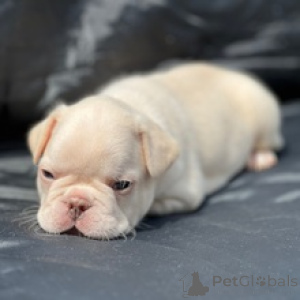 Photo №2 to announcement № 167061 for the sale of french bulldog - buy in Germany private announcement