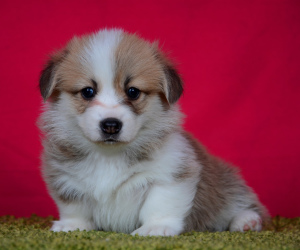 Photo №4. I will sell welsh corgi in the city of Arkhangelsk. private announcement - price - negotiated