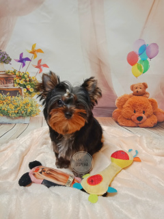 Photo №1. yorkshire terrier - for sale in the city of Donetsk | Negotiated | Announcement № 5312