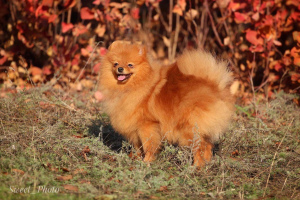 Photo №4. I will sell pomeranian in the city of Dnipro. breeder - price - Negotiated