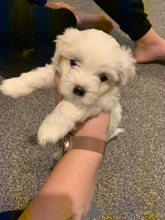 Photo №3. Bichon Frise puppies. Belgium