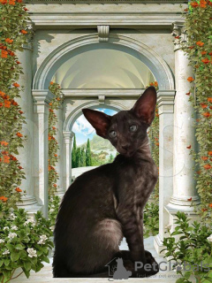 Photo №1. oriental shorthair - for sale in the city of Москва | 455$ | Announcement № 33130