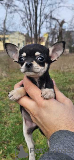 Photo №1. chihuahua - for sale in the city of Hohenfels-Essingen | Is free | Announcement № 132610