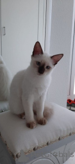 Photo №1. siamese cat - for sale in the city of Aachen | 350$ | Announcement № 147297