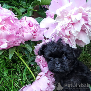 Photo №2 to announcement № 13672 for the sale of affenpinscher - buy in Austria private announcement