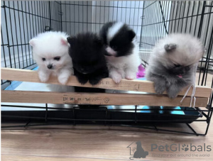 Photo №1. pomeranian - for sale in the city of Амстердам | 687$ | Announcement № 56449