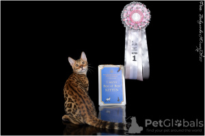 Photo №1. bengal cat - for sale in the city of Krasnodar | 1656$ | Announcement № 26095