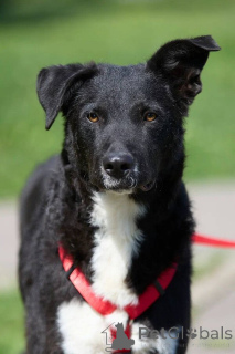 Photo №1. non-pedigree dogs - for sale in the city of Moscow river | Is free | Announcement № 145974