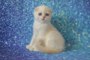 Photo №2 to announcement № 3130 for the sale of scottish fold - buy in Russian Federation from nursery, breeder