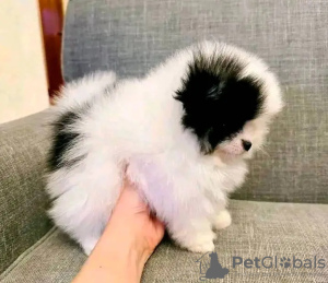 Photo №2 to announcement № 131995 for the sale of pomeranian - buy in Netherlands breeder