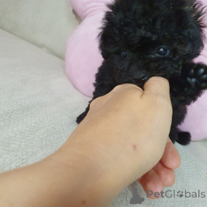 Photo №3. Toy poodle for adoption. Germany