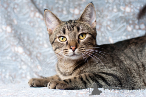 Photo №1.  - for sale in the city of Minsk | Is free | Announcement № 166166