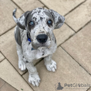 Photo №1. great dane - for sale in the city of Роттердам | negotiated | Announcement № 53649