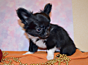 Photo №3. Chihuahua. Puppies. Russian Federation