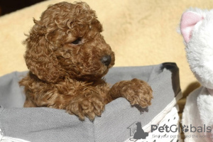 Photo №1. poodle (toy) - for sale in the city of Zrenjanin | negotiated | Announcement № 124059