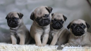 Photo №1. pug - for sale in the city of Aalter | 402$ | Announcement № 96200