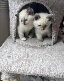 Photo №1. ragdoll - for sale in the city of Bonndorf | 329$ | Announcement № 153223