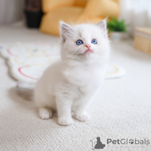Photo №3. Lovely adorable Ragdoll kitten. Ireland
