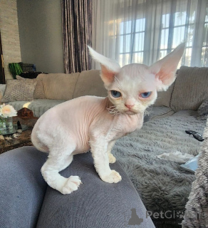 Photo №1. devon rex - for sale in the city of Dettenheim | 361$ | Announcement № 169819
