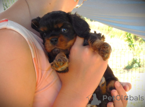 Photo №2 to announcement № 172458 for the sale of cavalier king charles spaniel - buy in France 
