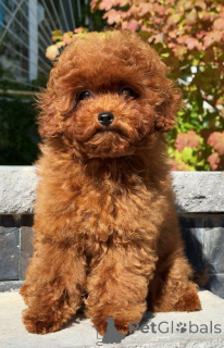 Photo №2 to announcement № 163960 for the sale of poodle (toy) - buy in Germany breeder