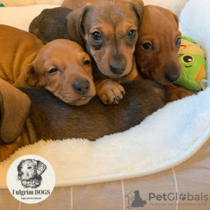 Photo №2 to announcement № 28348 for the sale of dachshund - buy in Poland from nursery, breeder