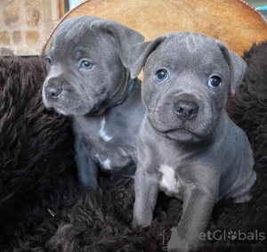Photo №1. staffordshire bull terrier - for sale in the city of ANSUBRG | negotiated | Announcement № 161505