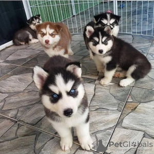 Photo №1. siberian husky - for sale in the city of Bielefeld | Is free | Announcement № 129967