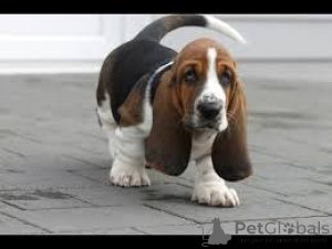 Photo №2 to announcement № 136056 for the sale of basset hound - buy in Switzerland 