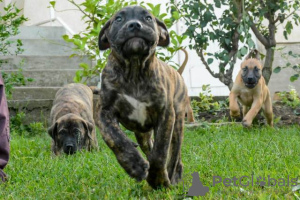 Additional photos: Dogo Canario - Presa Canario puppies