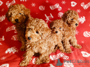 Additional photos: Mini Toy Poodle puppies for sale, Red-Brown, 4 boys