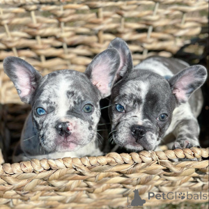 Photo №1. french bulldog - for sale in the city of Boat | negotiated | Announcement № 166208