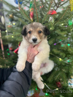 Photo №2 to announcement № 161709 for the sale of non-pedigree dogs - buy in Russian Federation private announcement