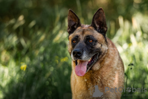 Photo №2 to announcement № 59710 for the sale of malinois - buy in Russian Federation private announcement