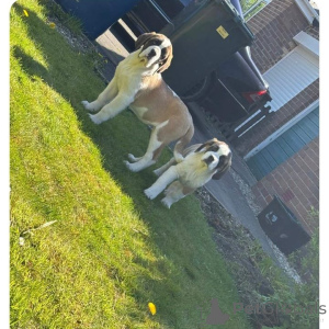 Photo №2 to announcement № 168897 for the sale of st. bernard - buy in Finland private announcement