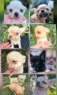 Photo №1. chihuahua - for sale in the city of Zrenjanin | negotiated | Announcement № 177930