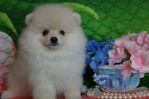 Photo №2 to announcement № 41928 for the sale of pomeranian - buy in Russian Federation breeder