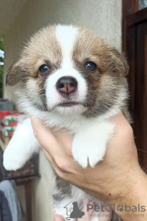 Photo №1. welsh corgi - for sale in the city of Валево | negotiated | Announcement № 113345