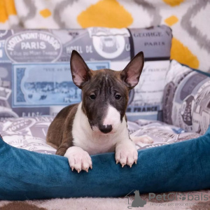 Photo №3. English Bull Terrier puppies. Germany