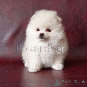 Photo №2 to announcement № 9319 for the sale of pomeranian - buy in Russian Federation breeder