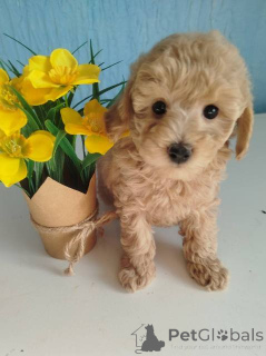 Photo №1. poodle (toy) - for sale in the city of Kragujevac | negotiated | Announcement № 158525