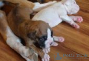 Photo №3. boxer puppies for sale. Finland