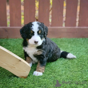 Photo №2 to announcement № 139044 for the sale of bernese mountain dog - buy in Germany private announcement, breeder