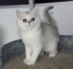 Photo №4. I will sell british shorthair in the city of Москва. from nursery - price - negotiated